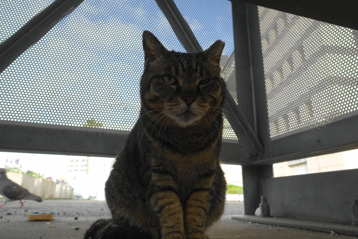 f:id:shigeo-t:20190529095754j:plain