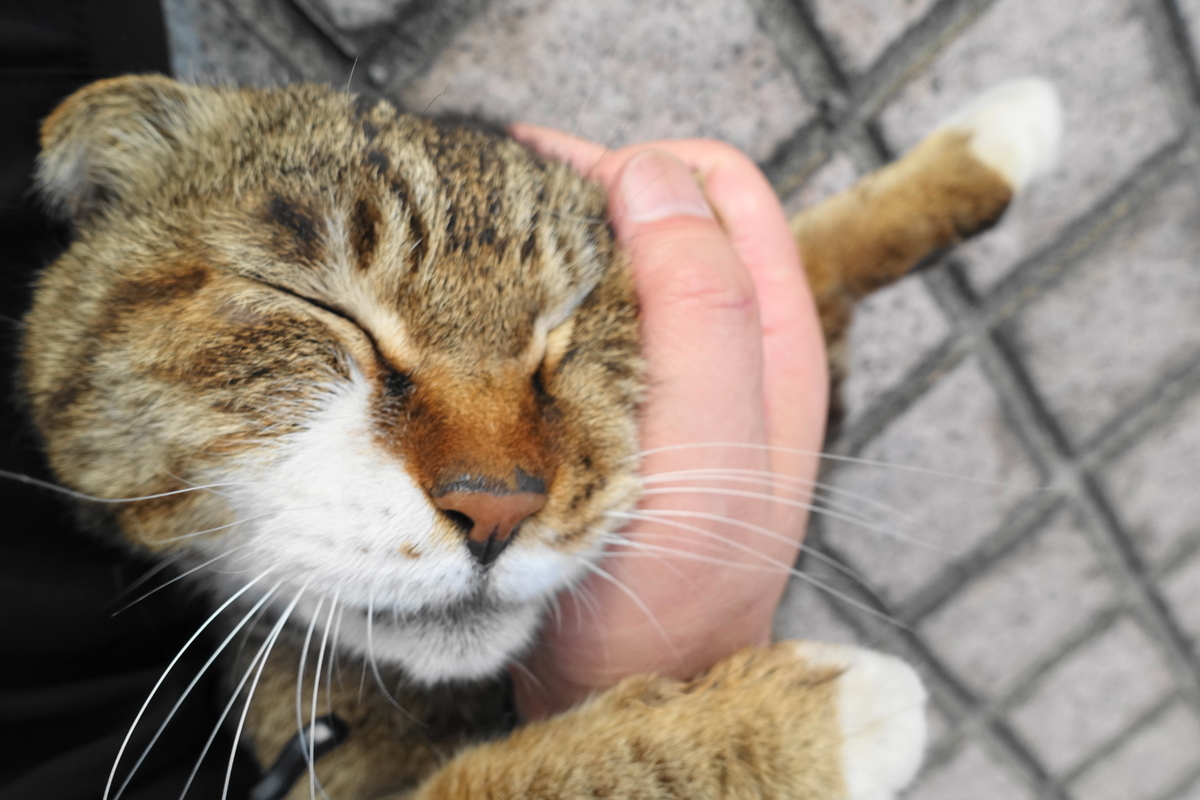 f:id:shigeo-t:20190529095921j:plain