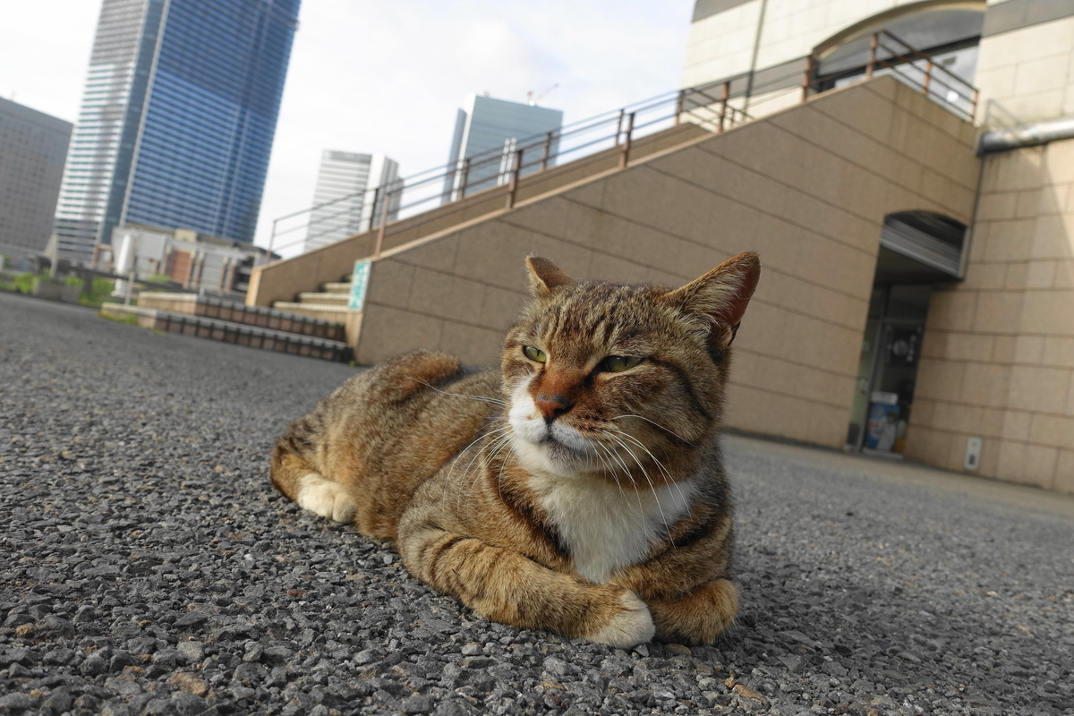 f:id:shigeo-t:20190529100529j:plain