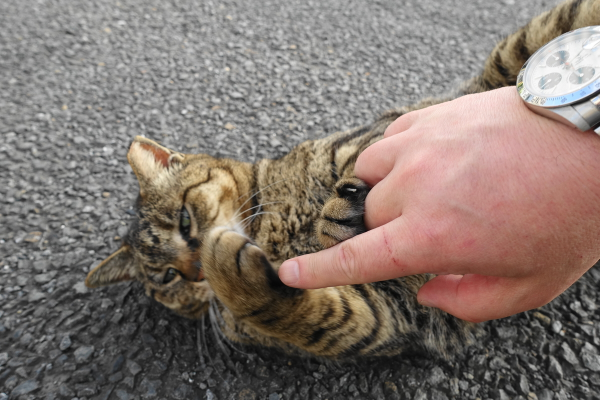 f:id:shigeo-t:20190529100739j:plain