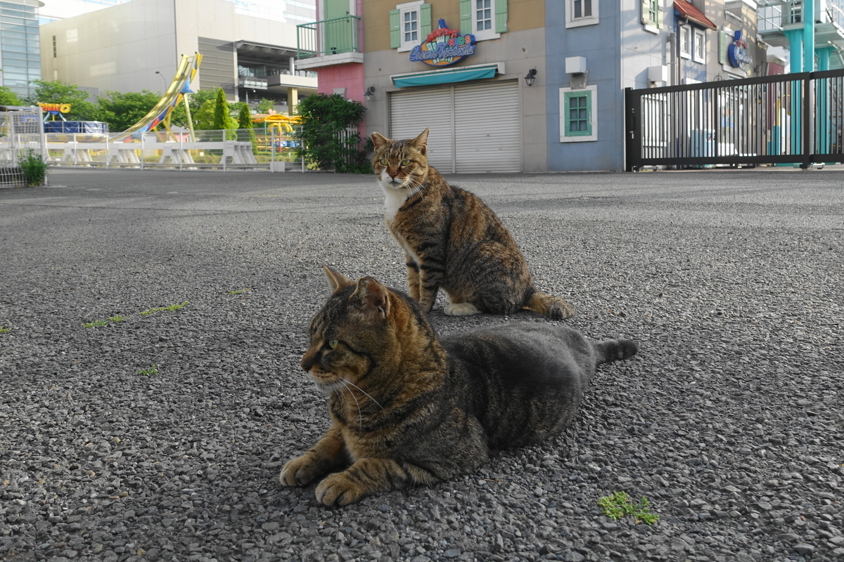 f:id:shigeo-t:20190529100855j:plain