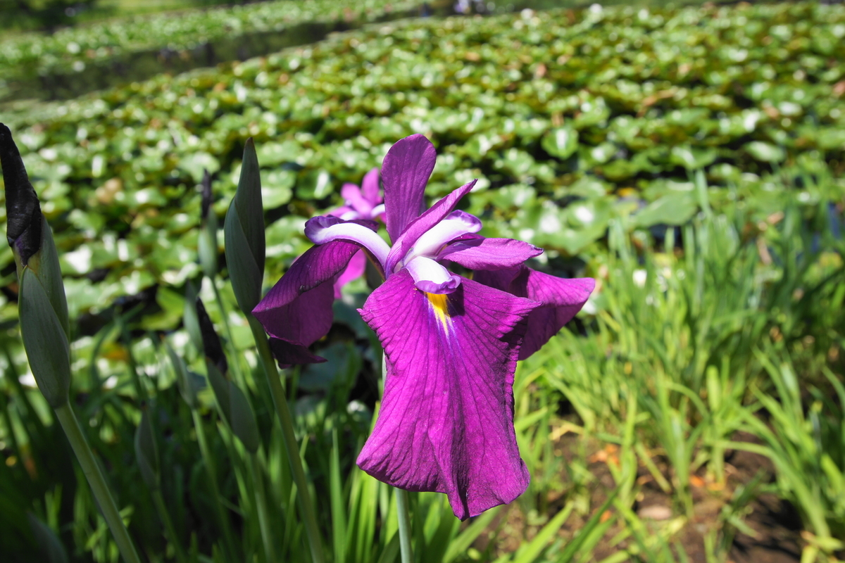 f:id:shigeo-t:20190530143143j:plain f:id:shigeo-t:20190530143143j:plain