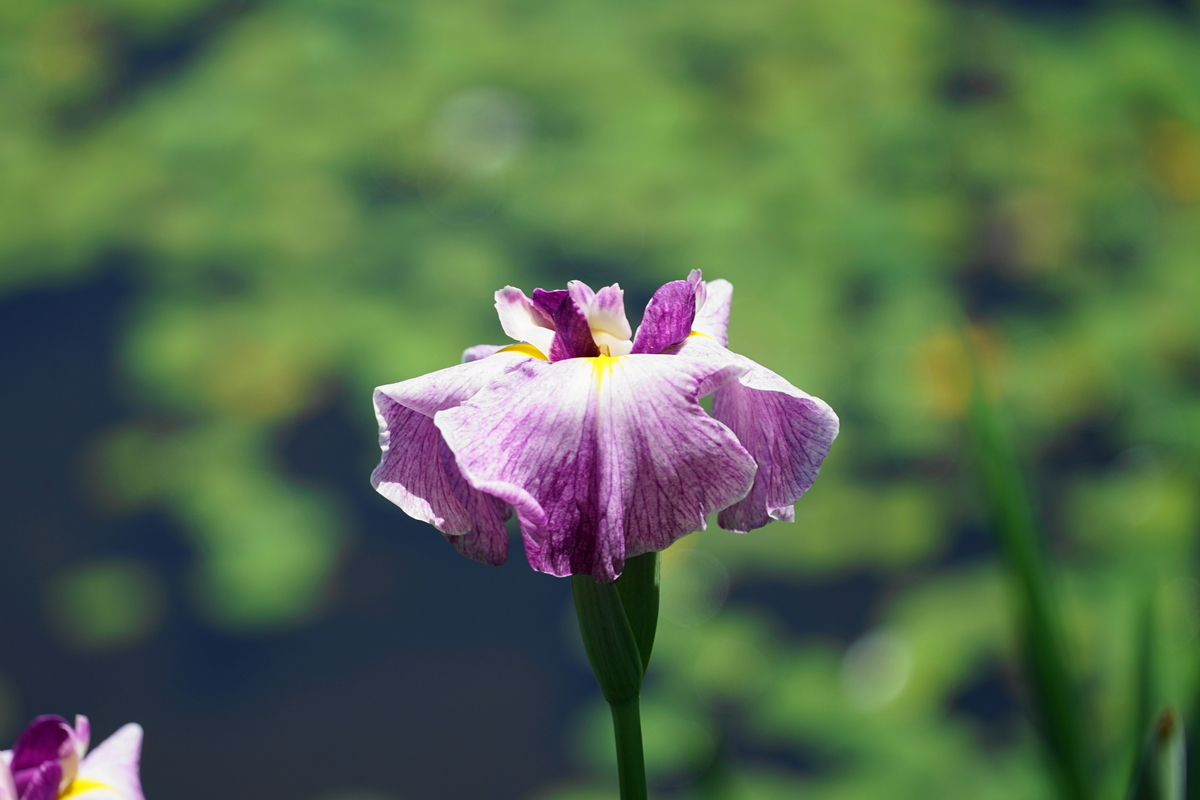 f:id:shigeo-t:20190530143203j:plain f:id:shigeo-t:20190530143203j:plain