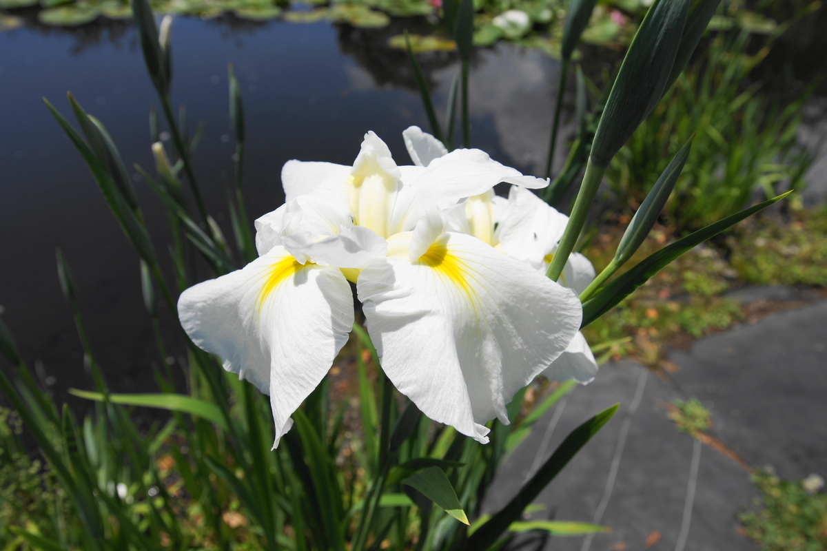 f:id:shigeo-t:20190530143233j:plain f:id:shigeo-t:20190530143233j:plain