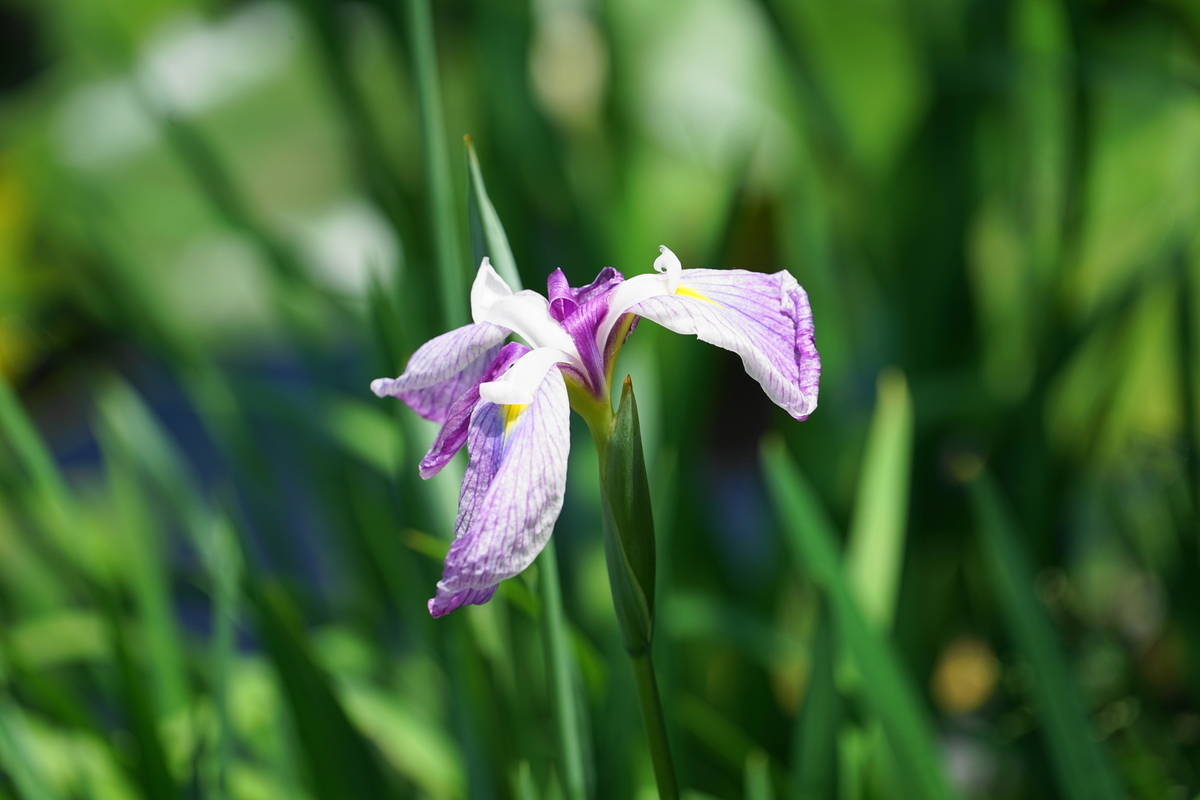 f:id:shigeo-t:20190530143255j:plain f:id:shigeo-t:20190530143255j:plain