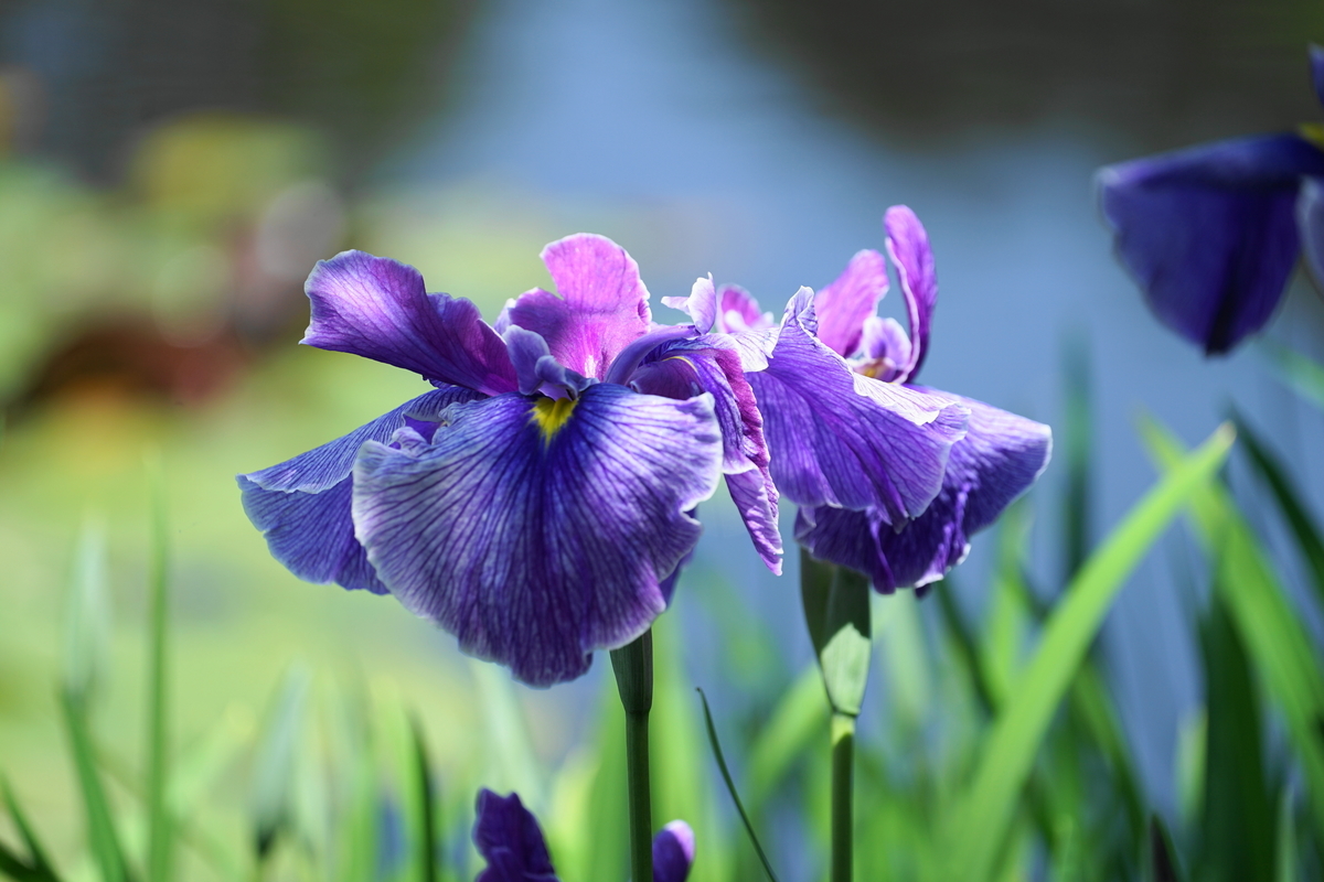 f:id:shigeo-t:20190530143315j:plain f:id:shigeo-t:20190530143315j:plain