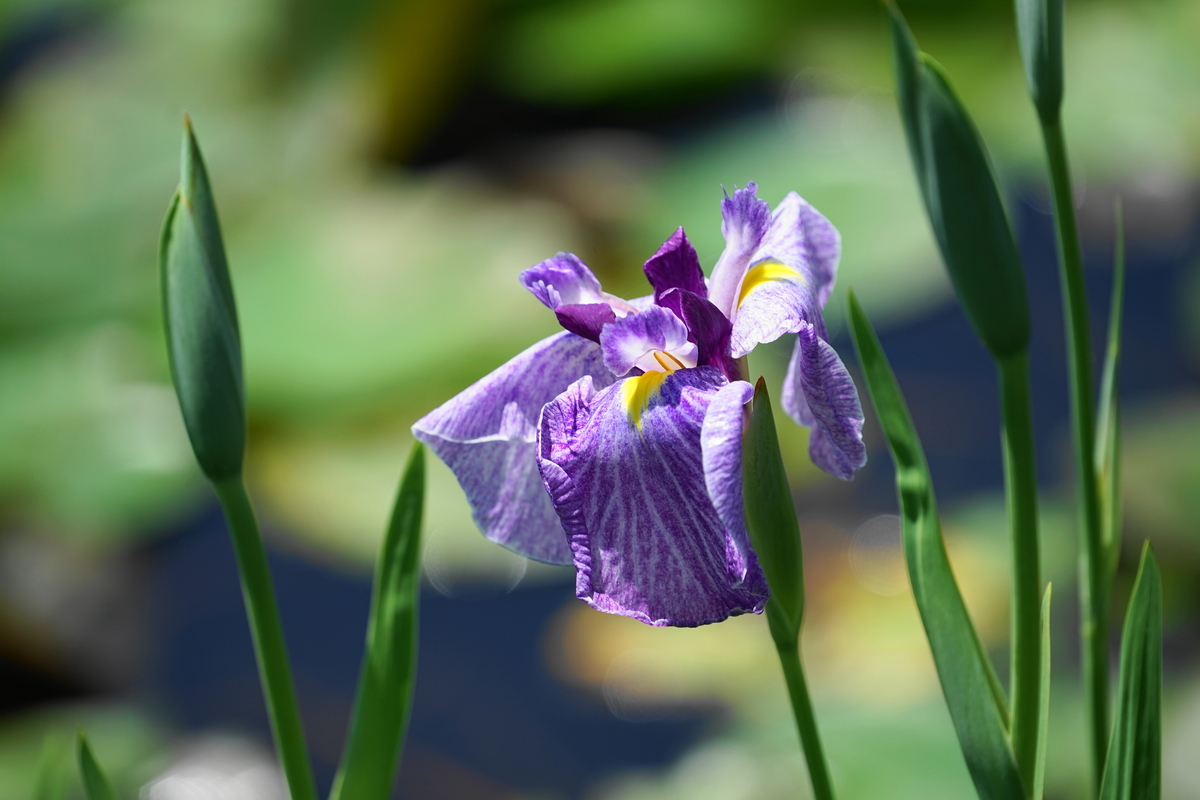 f:id:shigeo-t:20190530143331j:plain f:id:shigeo-t:20190530143331j:plain