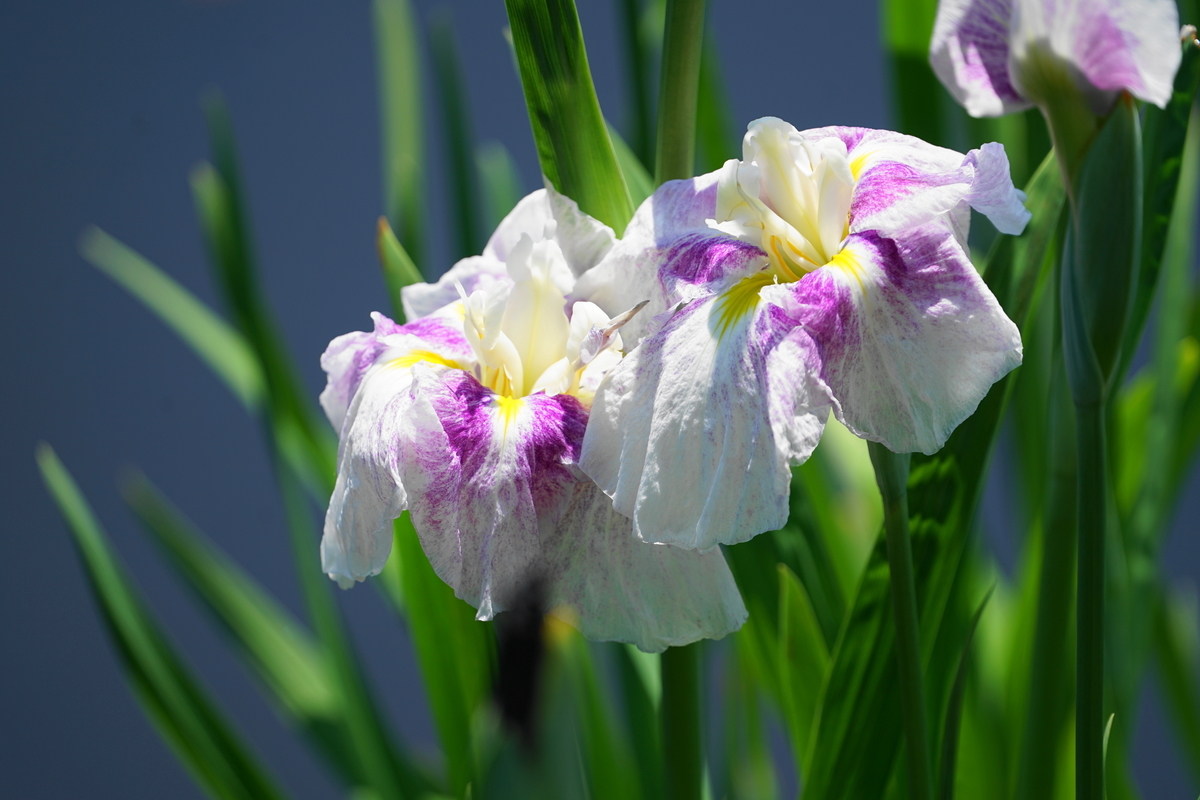 f:id:shigeo-t:20190530143350j:plain f:id:shigeo-t:20190530143350j:plain