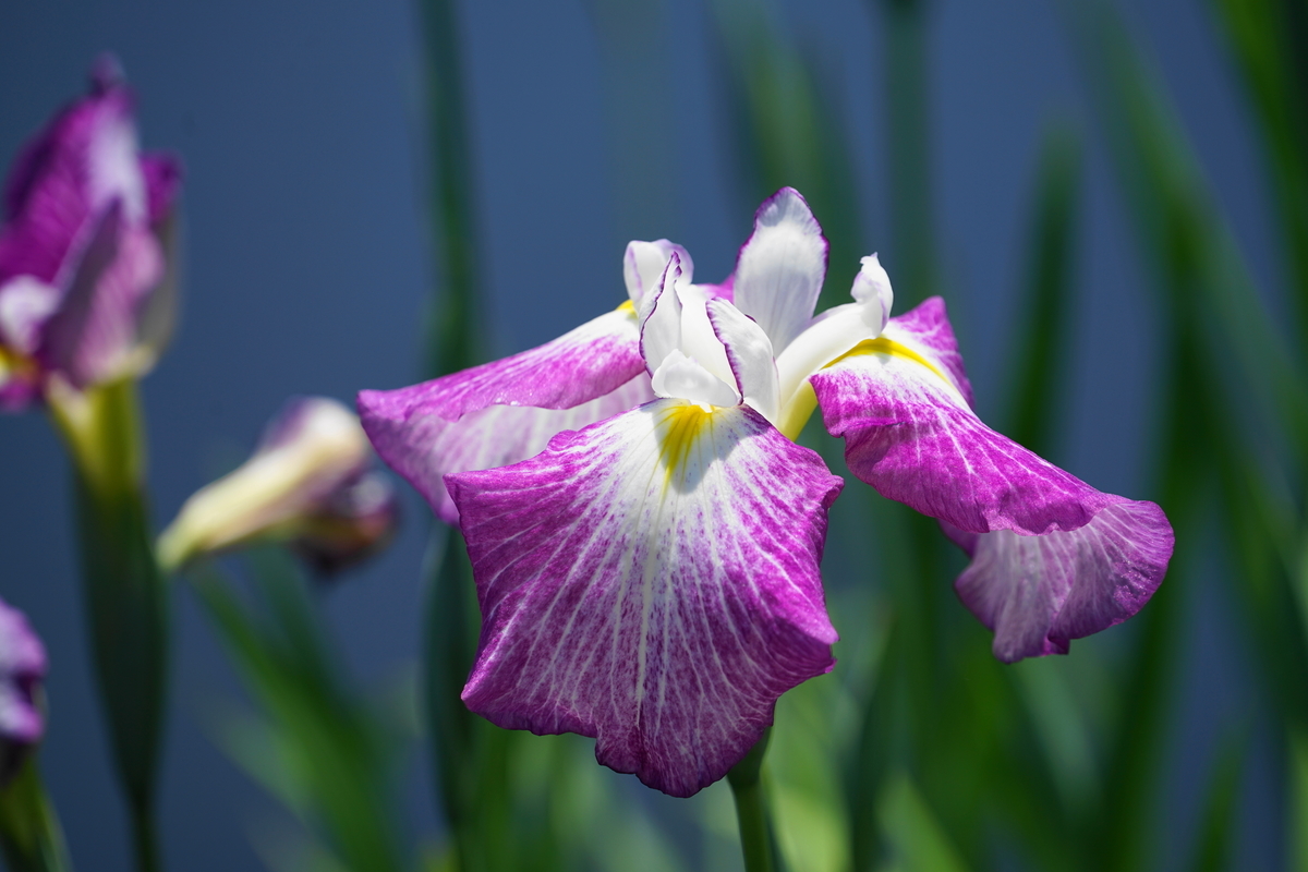 f:id:shigeo-t:20190530143406j:plain f:id:shigeo-t:20190530143406j:plain