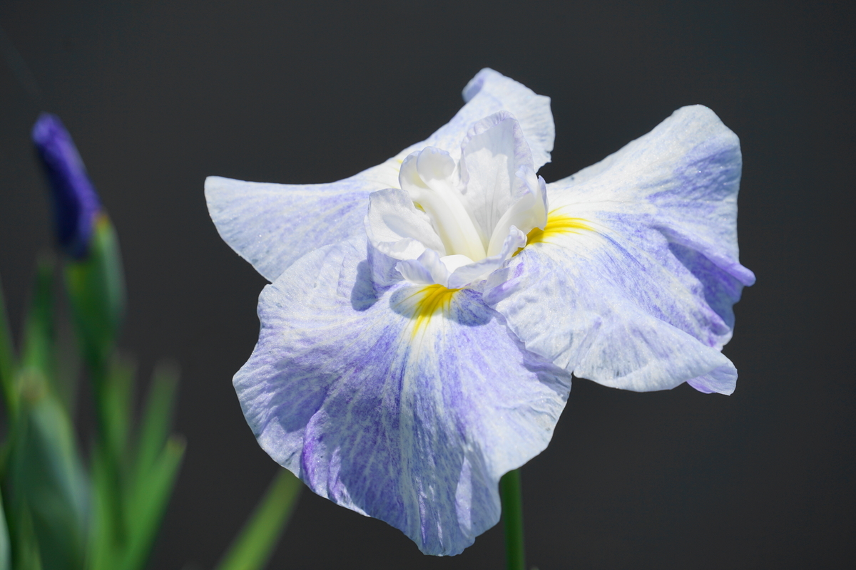 f:id:shigeo-t:20190530143437j:plain f:id:shigeo-t:20190530143437j:plain