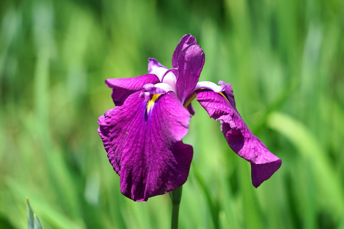 f:id:shigeo-t:20190530143532j:plain f:id:shigeo-t:20190530143532j:plain