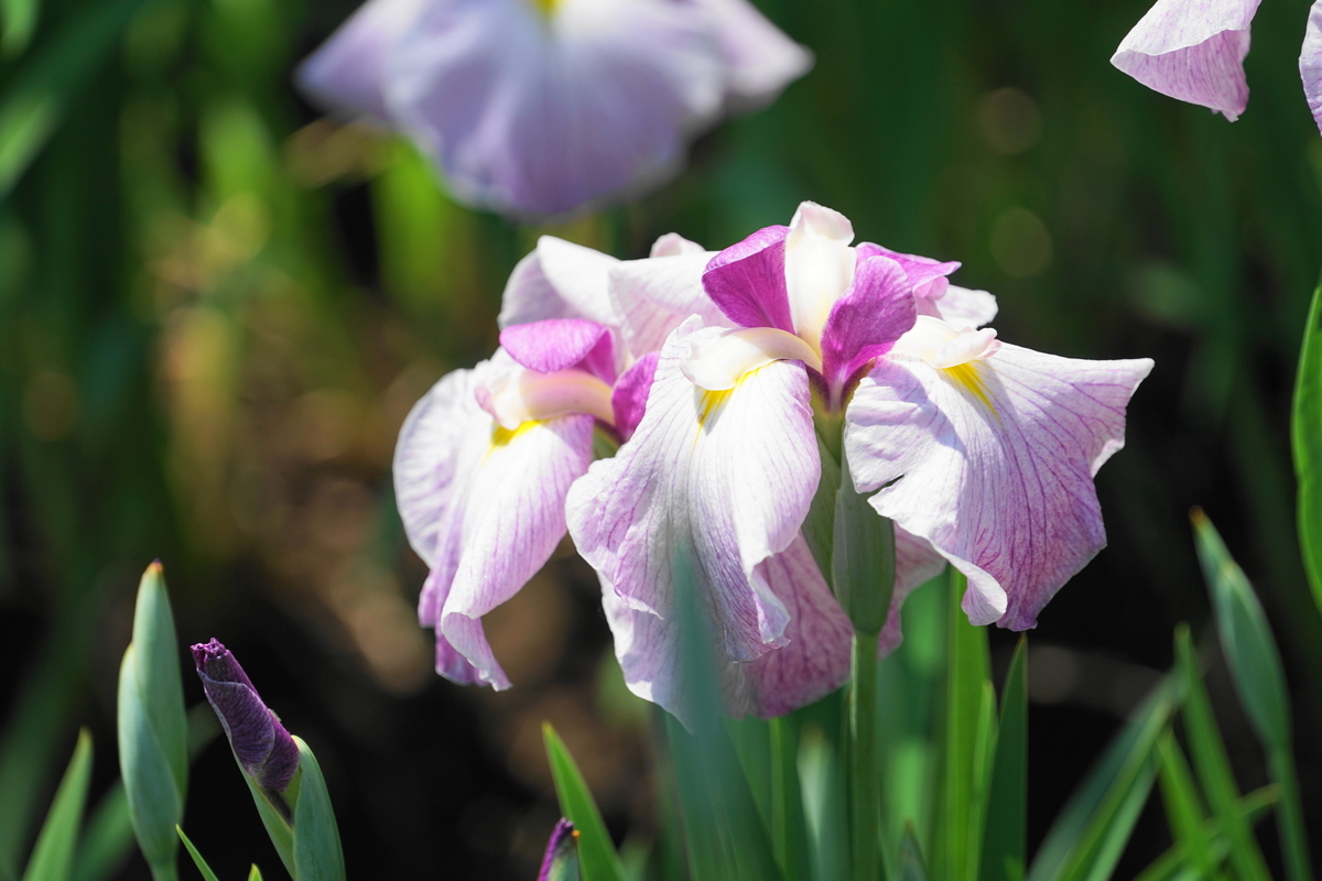 f:id:shigeo-t:20190530143555j:plain f:id:shigeo-t:20190530143555j:plain