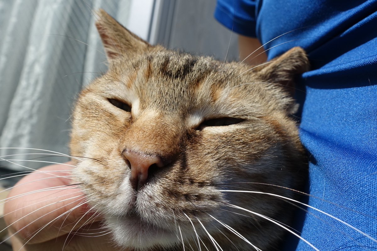 f:id:shigeo-t:20190530143854j:plain f:id:shigeo-t:20190530143854j:plain