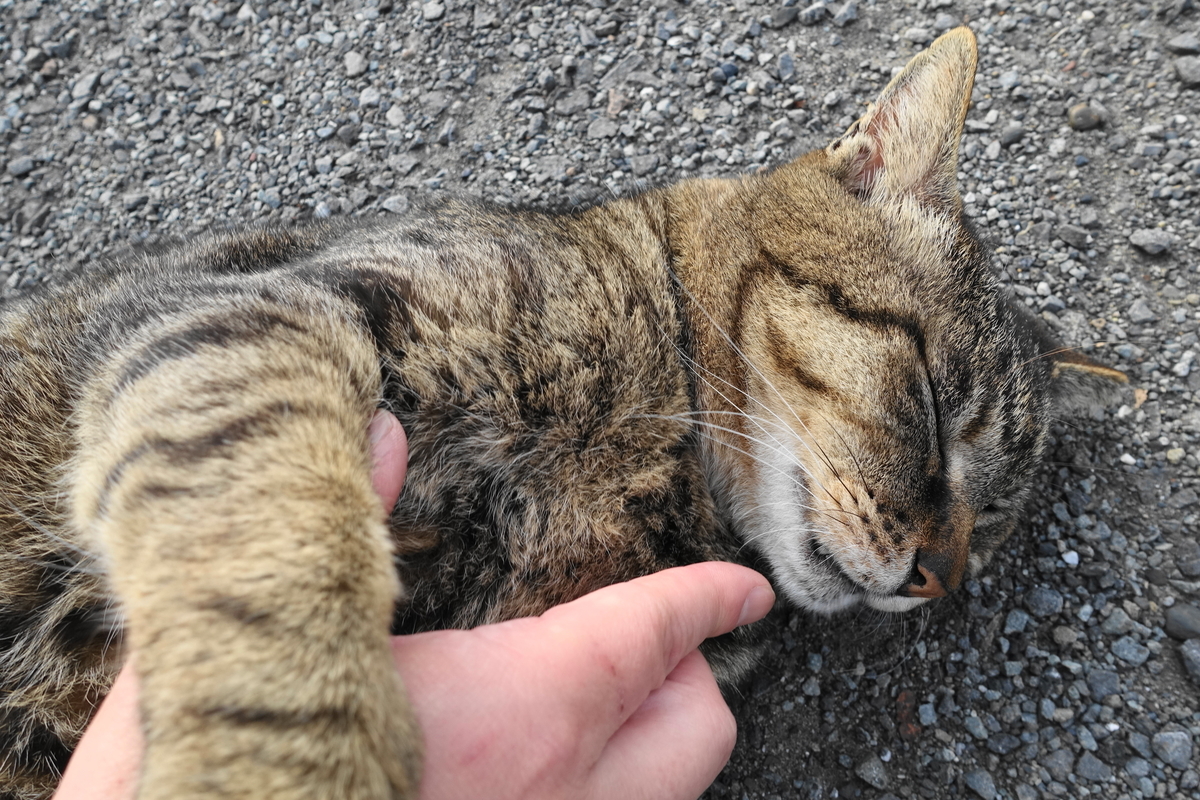 f:id:shigeo-t:20190531093448j:plain f:id:shigeo-t:20190531093448j:plain