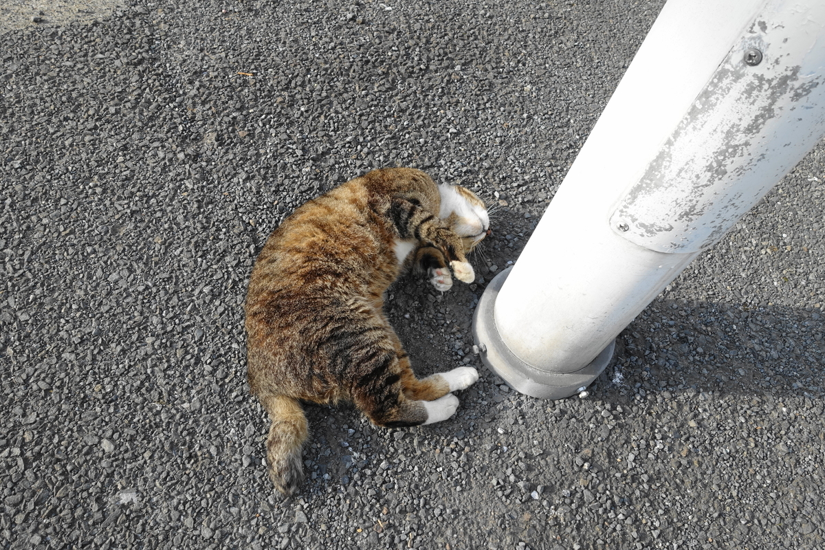 f:id:shigeo-t:20190531094516j:plain f:id:shigeo-t:20190531094516j:plain