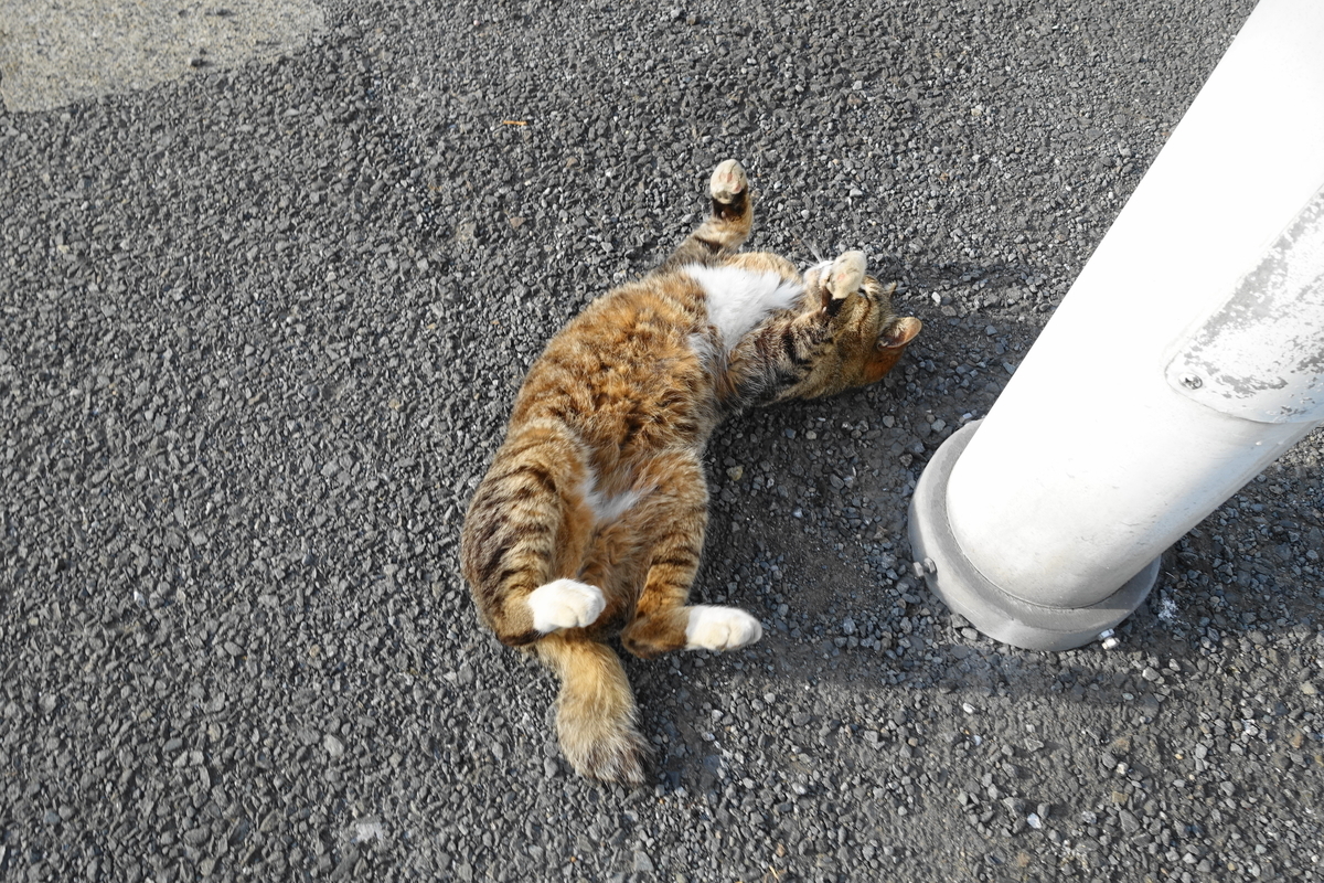 f:id:shigeo-t:20190531094532j:plain f:id:shigeo-t:20190531094532j:plain