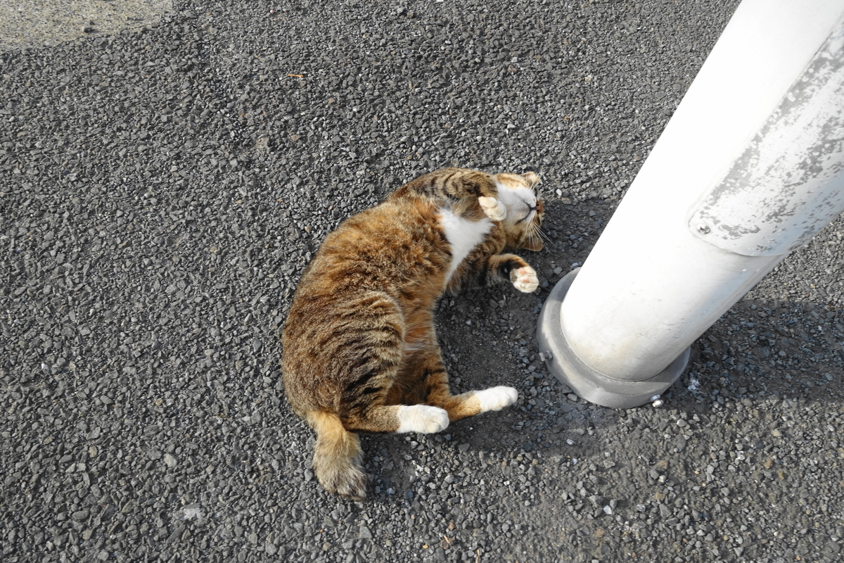 f:id:shigeo-t:20190531094545j:plain f:id:shigeo-t:20190531094545j:plain