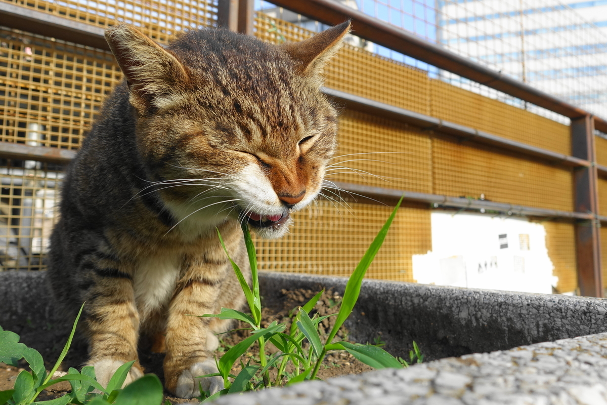 f:id:shigeo-t:20190531100217j:plain f:id:shigeo-t:20190531100217j:plain