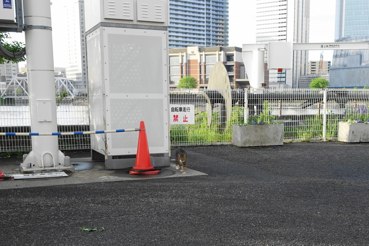 f:id:shigeo-t:20190531100648j:plain f:id:shigeo-t:20190531100648j:plain