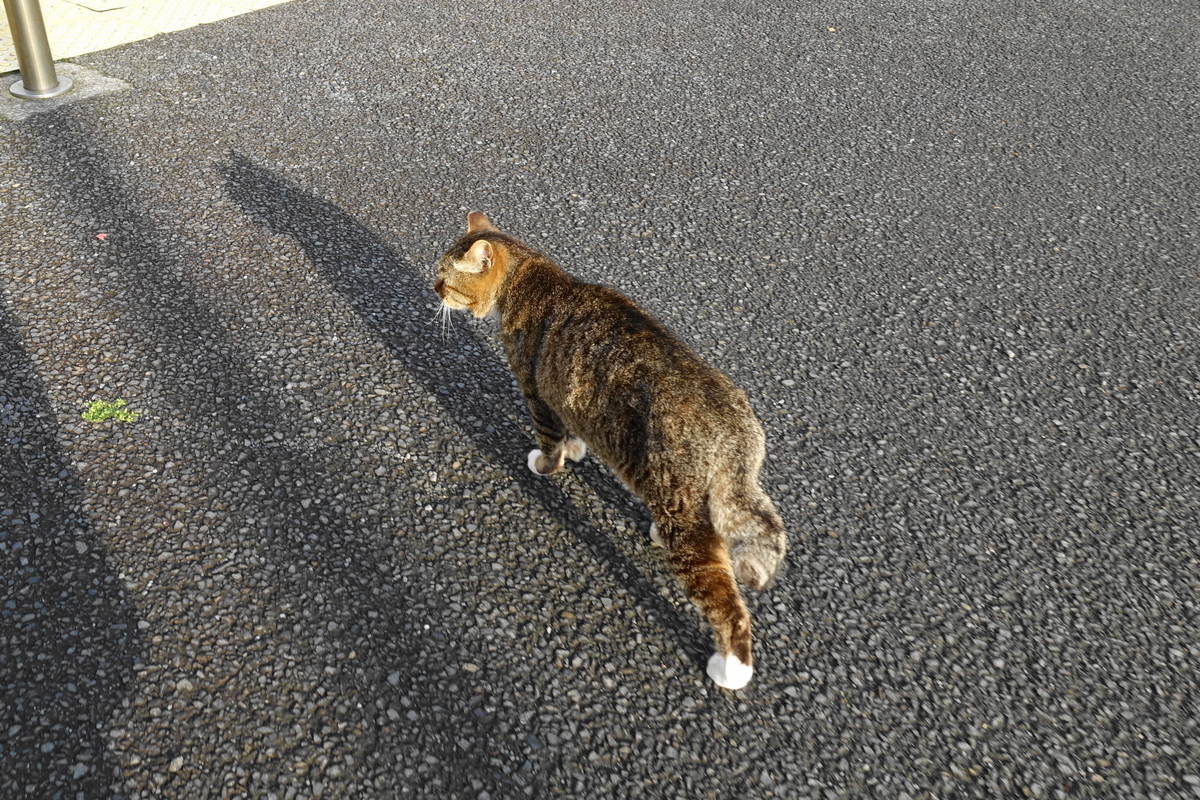 f:id:shigeo-t:20190531100903j:plain f:id:shigeo-t:20190531100903j:plain