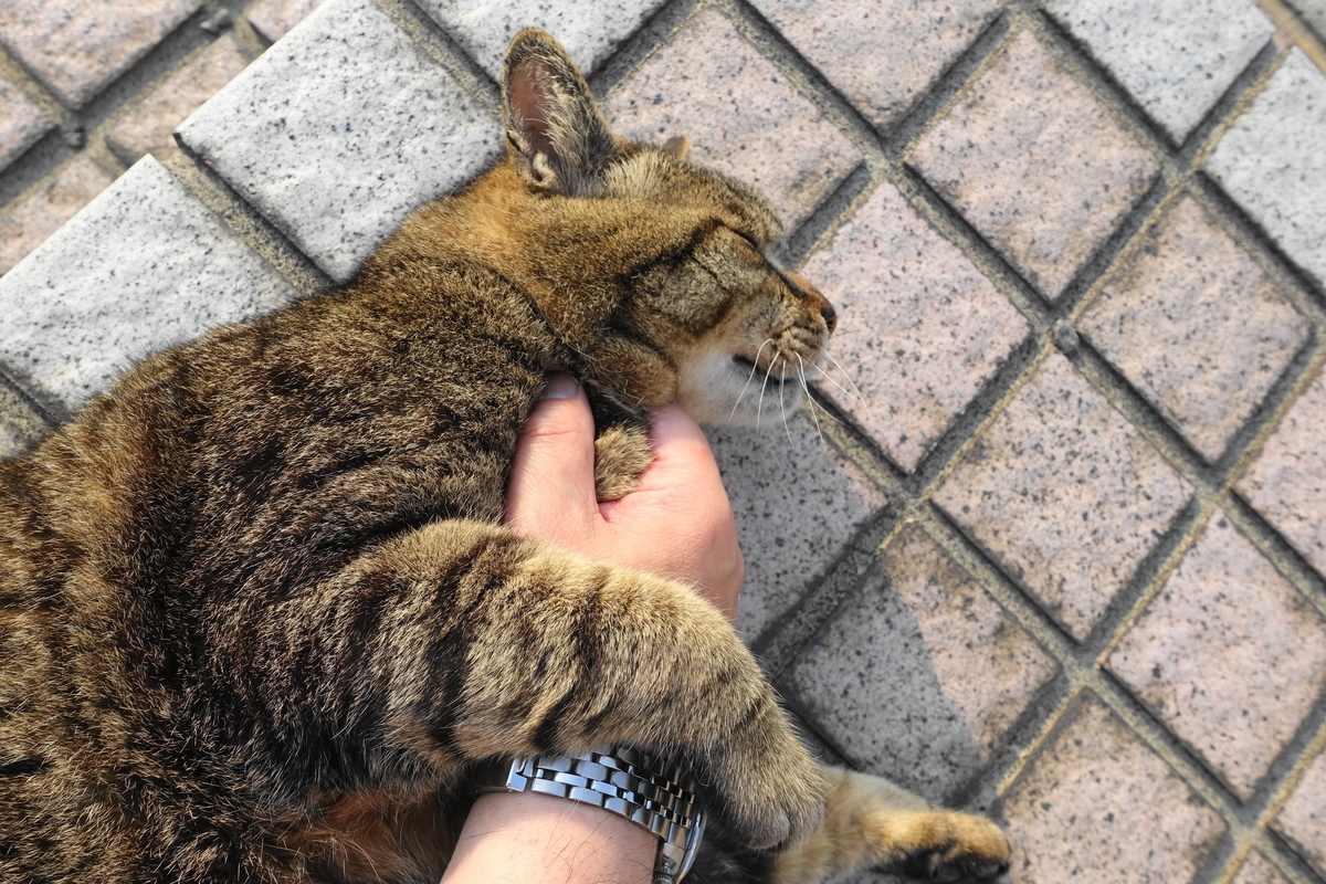 f:id:shigeo-t:20190604093457j:plain f:id:shigeo-t:20190604093457j:plain