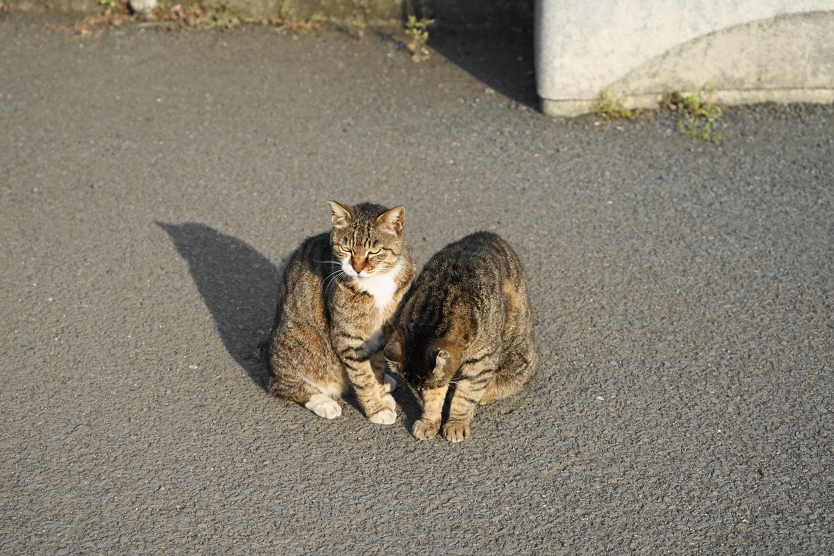 f:id:shigeo-t:20190604094003j:plain f:id:shigeo-t:20190604094003j:plain