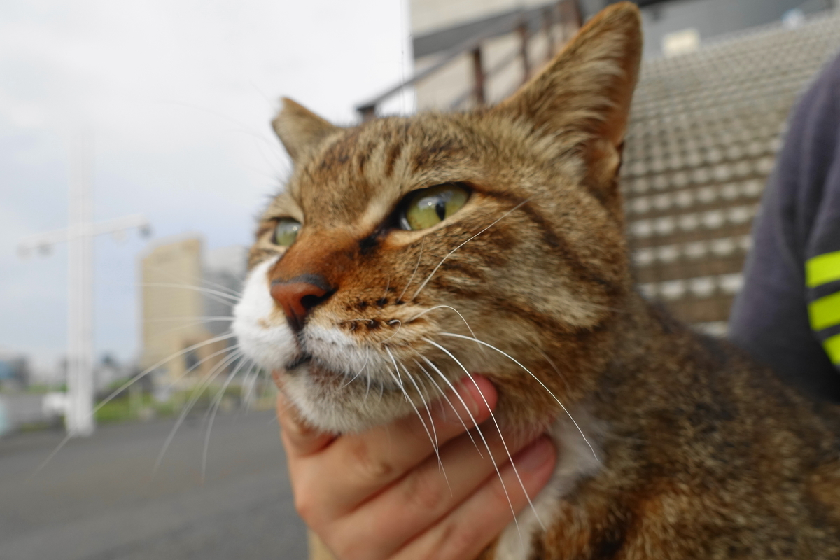 f:id:shigeo-t:20190604094857j:plain f:id:shigeo-t:20190604094857j:plain
