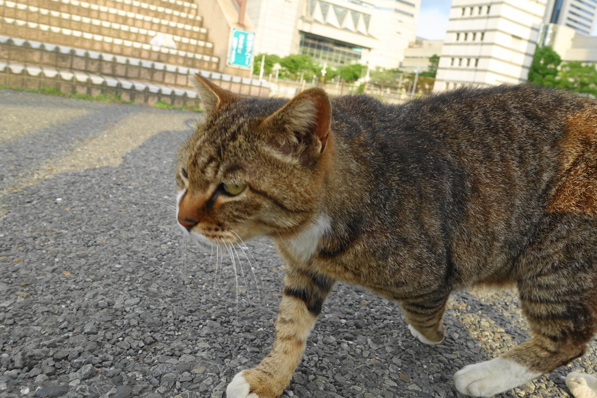 f:id:shigeo-t:20190604095403j:plain f:id:shigeo-t:20190604095403j:plain