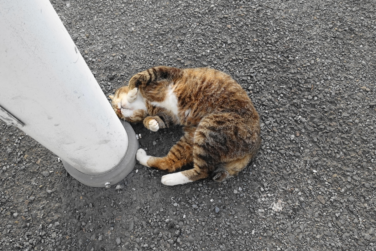 f:id:shigeo-t:20190604100748j:plain f:id:shigeo-t:20190604100748j:plain