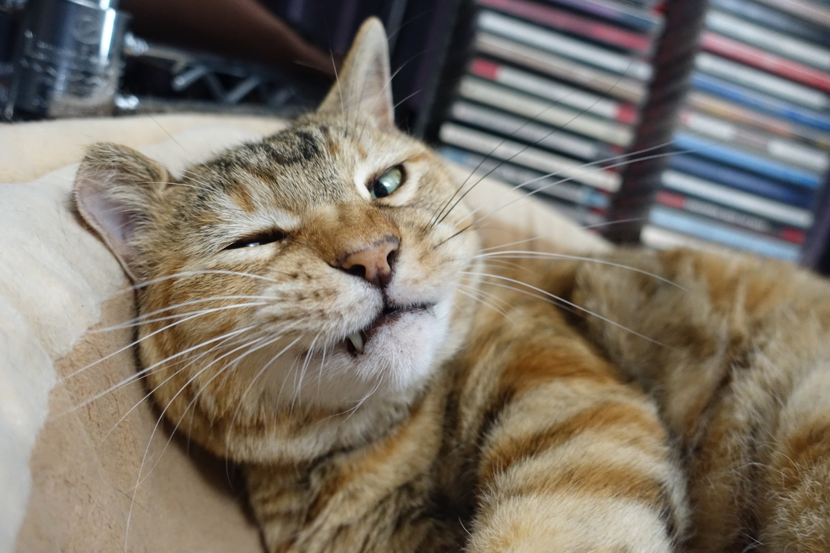 f:id:shigeo-t:20190610093838j:plain