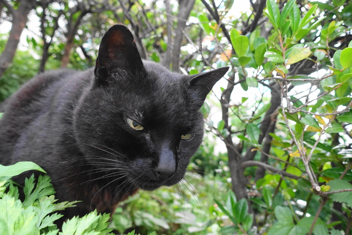 f:id:shigeo-t:20190612085253j:plain f:id:shigeo-t:20190612085253j:plain