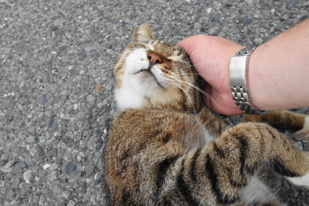 f:id:shigeo-t:20190612085341j:plain f:id:shigeo-t:20190612085341j:plain