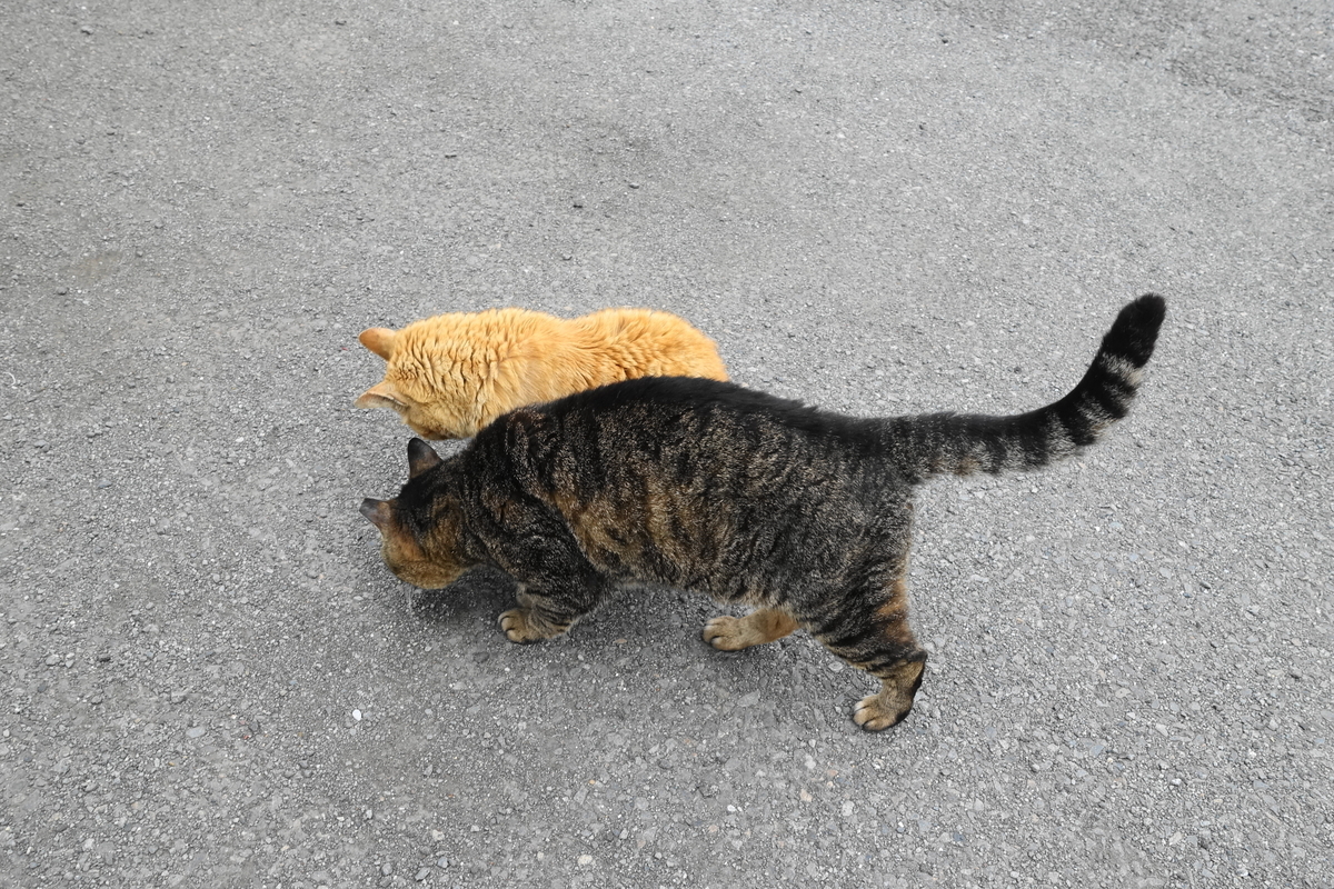 f:id:shigeo-t:20190612085610j:plain f:id:shigeo-t:20190612085610j:plain