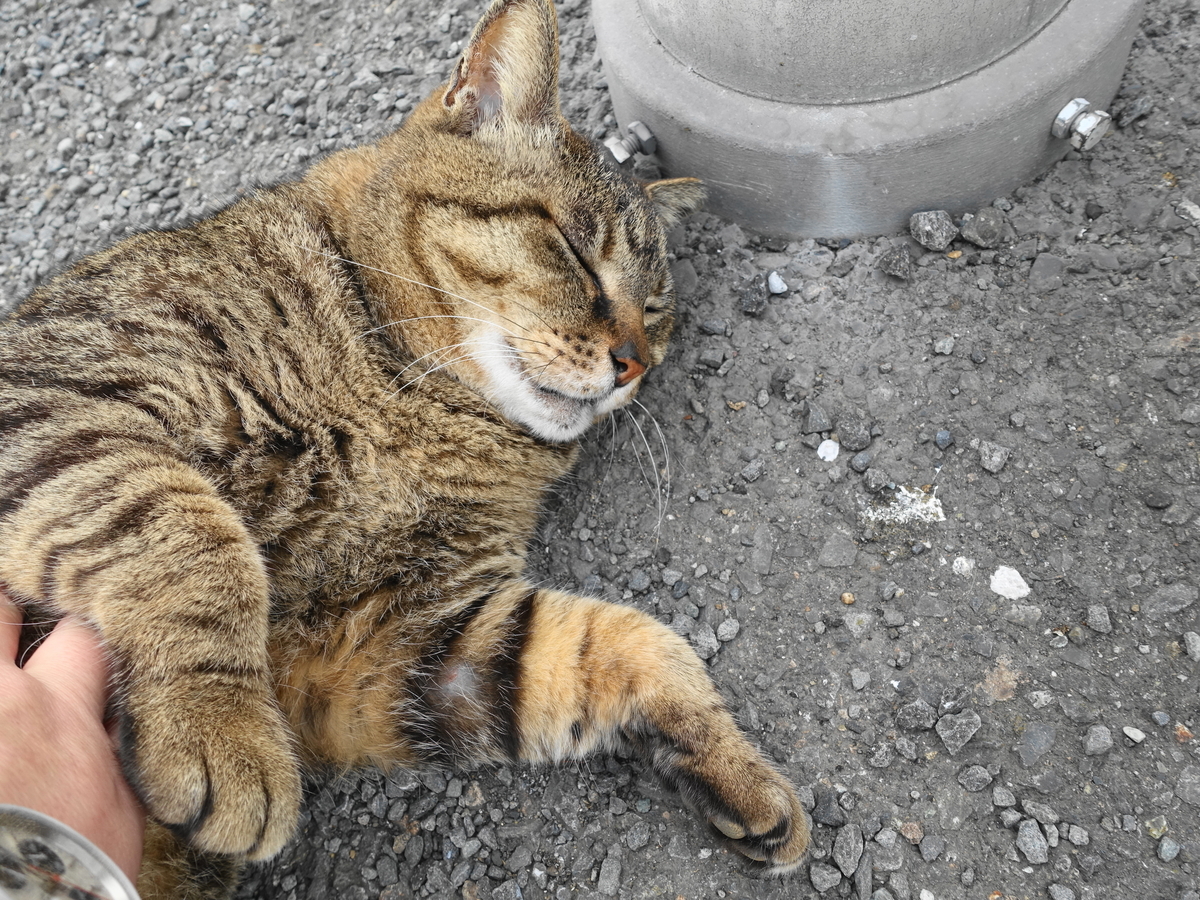 f:id:shigeo-t:20190612085749j:plain f:id:shigeo-t:20190612085749j:plain