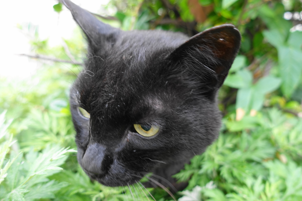 f:id:shigeo-t:20190612090130j:plain f:id:shigeo-t:20190612090130j:plain