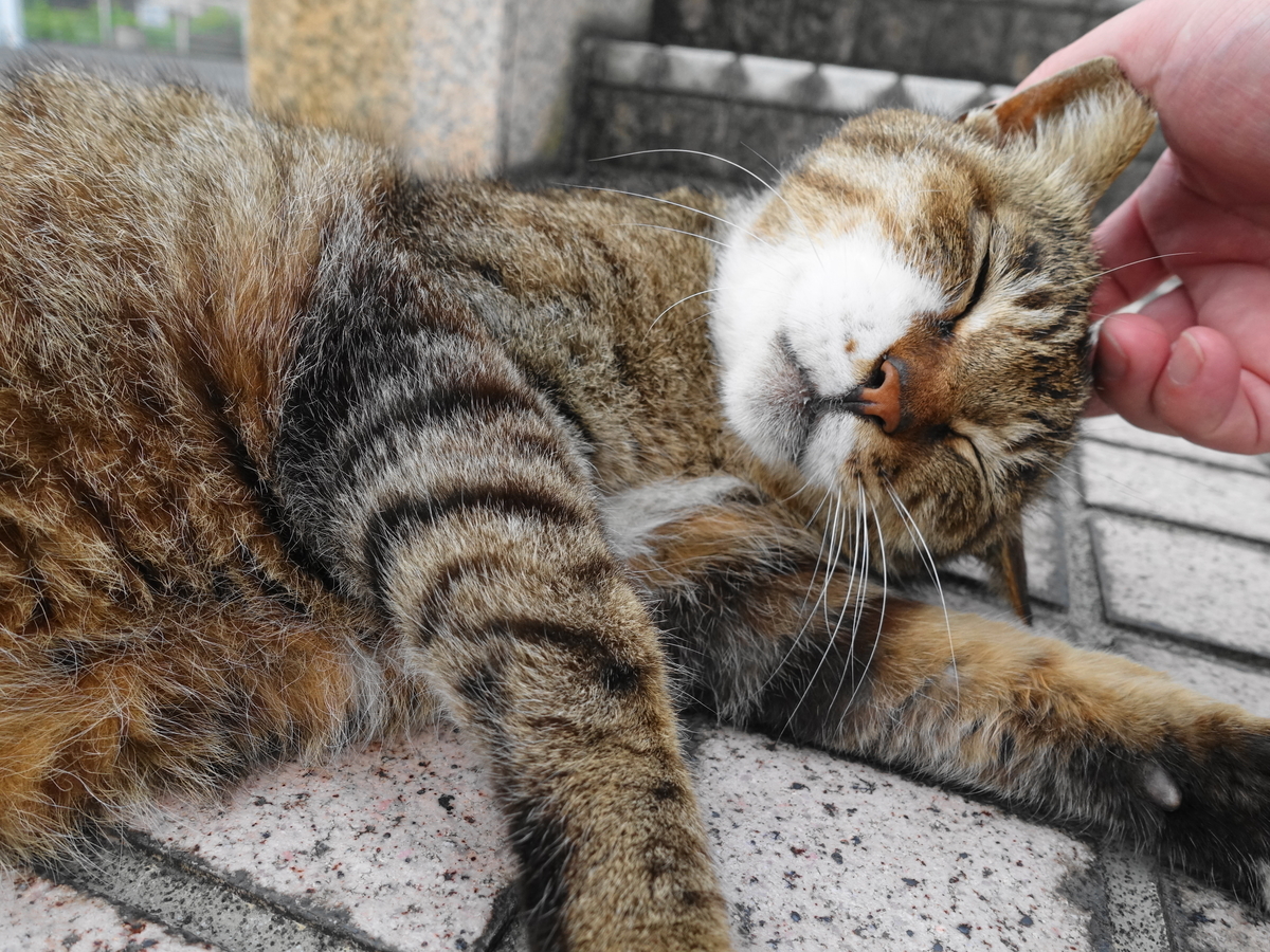 f:id:shigeo-t:20190612090220j:plain f:id:shigeo-t:20190612090220j:plain