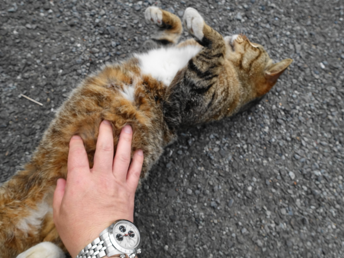 f:id:shigeo-t:20190612090414j:plain f:id:shigeo-t:20190612090414j:plain