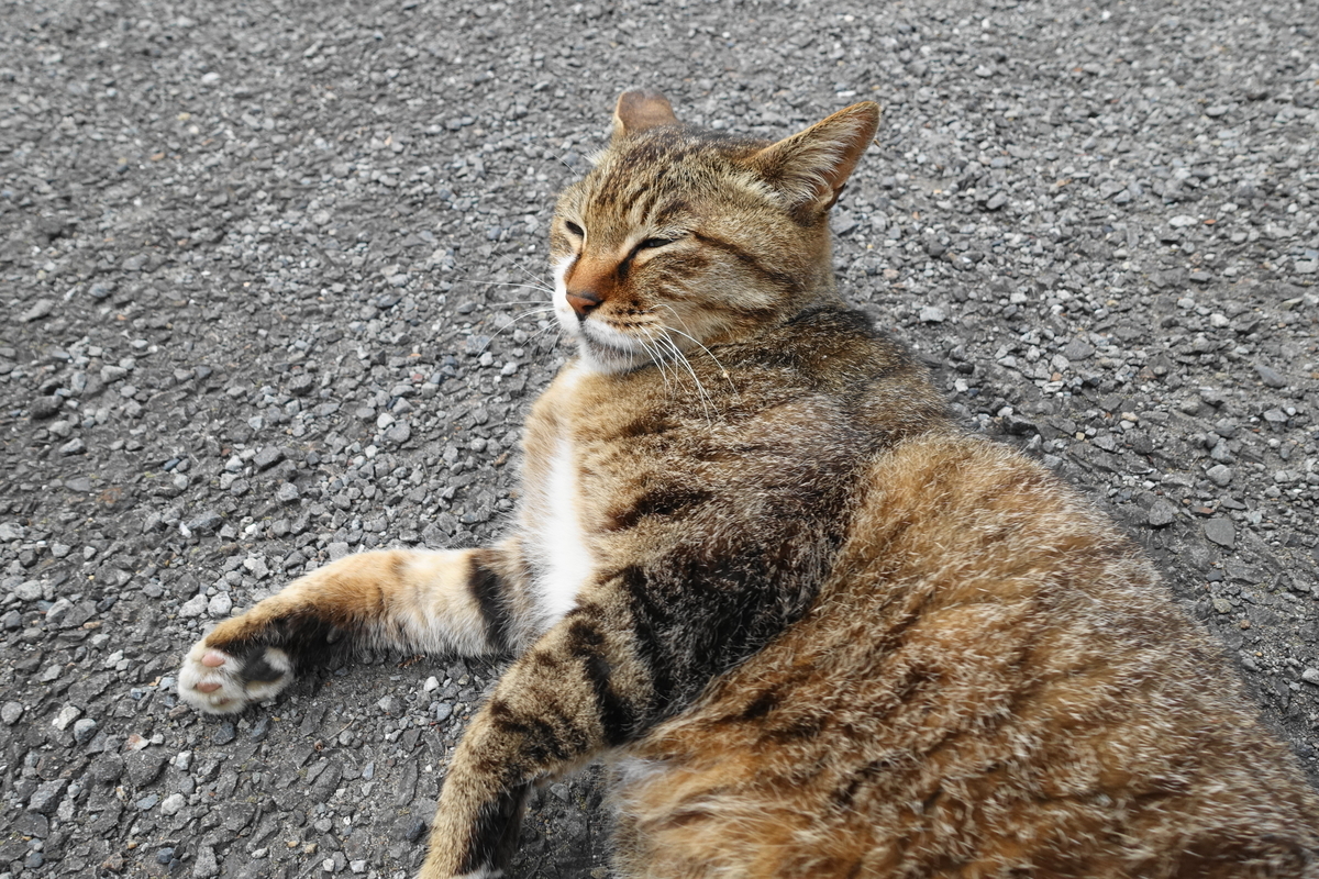 f:id:shigeo-t:20190612090425j:plain f:id:shigeo-t:20190612090425j:plain
