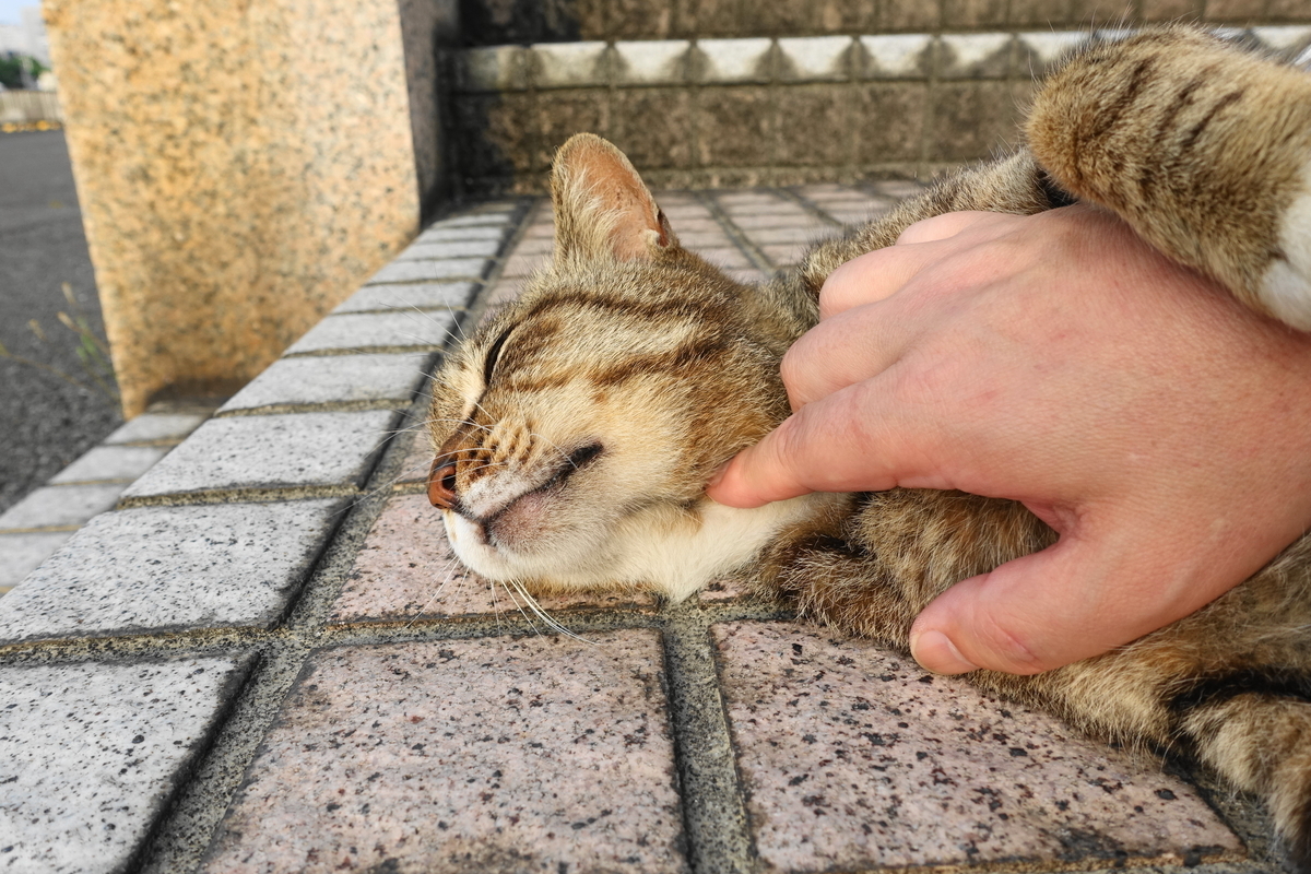 f:id:shigeo-t:20190612091904j:plain f:id:shigeo-t:20190612091904j:plain