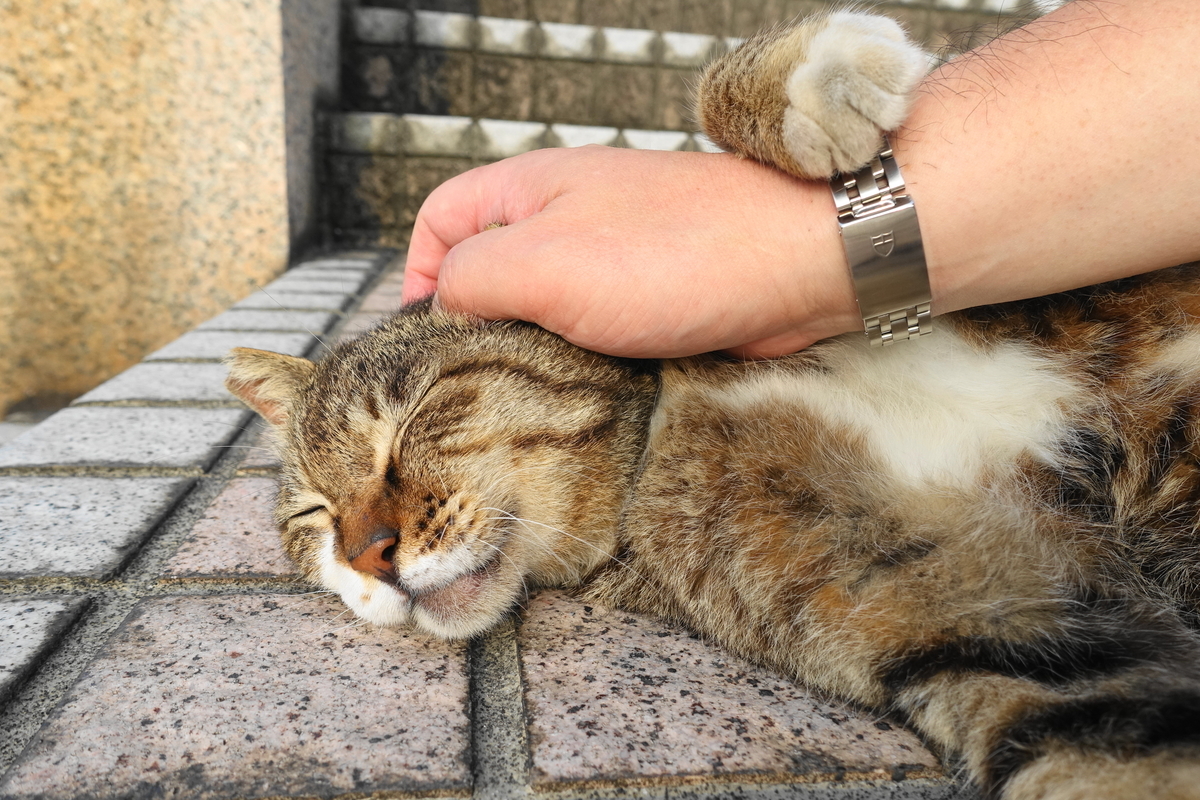 f:id:shigeo-t:20190612091907j:plain f:id:shigeo-t:20190612091907j:plain