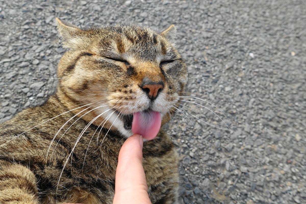 f:id:shigeo-t:20190612092416j:plain f:id:shigeo-t:20190612092416j:plain
