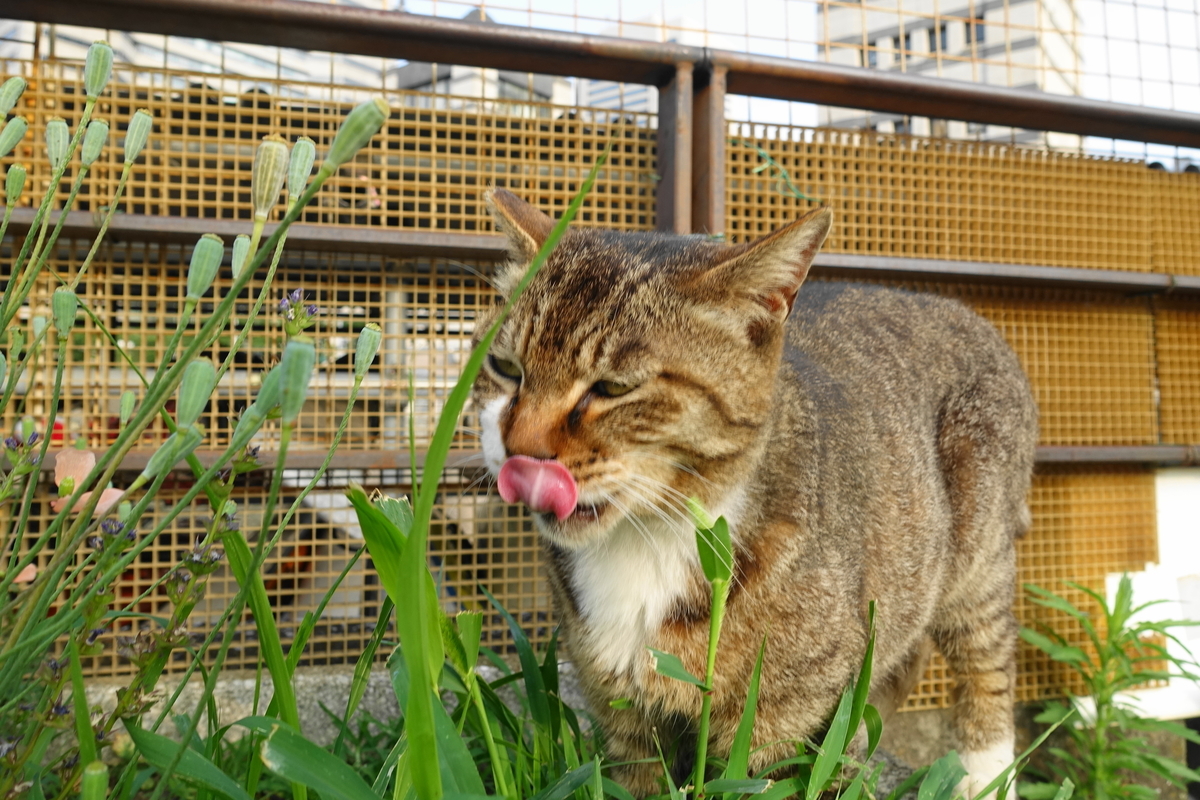 f:id:shigeo-t:20190612092521j:plain f:id:shigeo-t:20190612092521j:plain