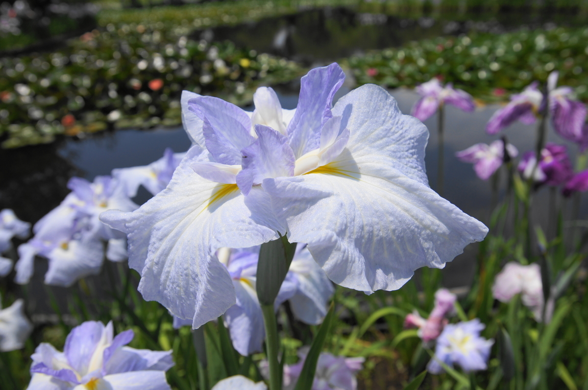 f:id:shigeo-t:20190613142015j:plain f:id:shigeo-t:20190613142015j:plain