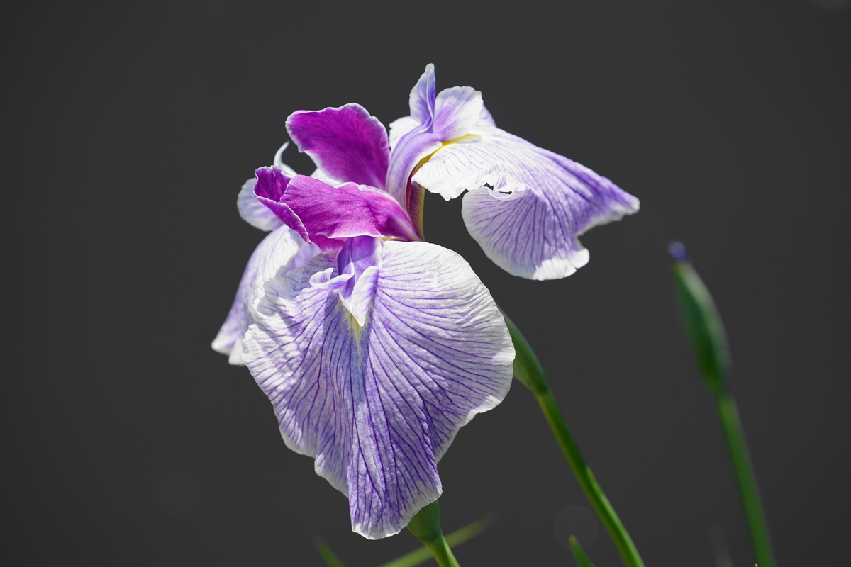 f:id:shigeo-t:20190613142047j:plain f:id:shigeo-t:20190613142047j:plain