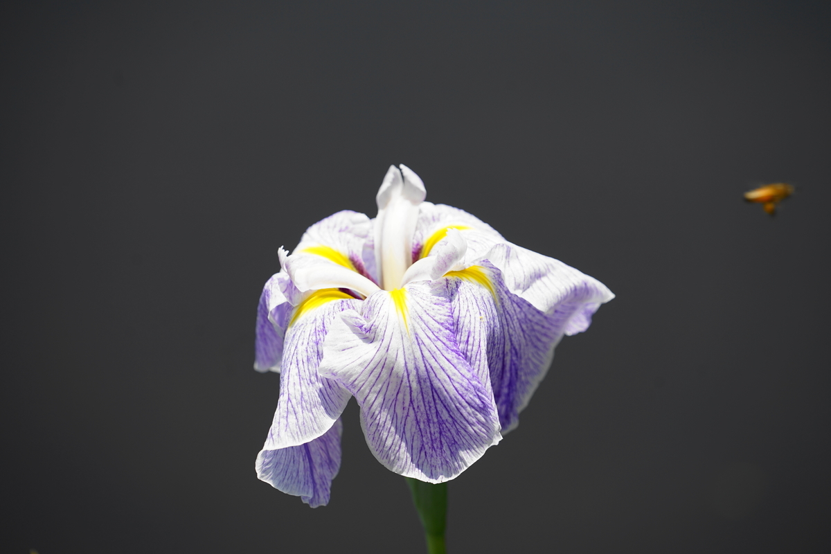 f:id:shigeo-t:20190613142125j:plain f:id:shigeo-t:20190613142125j:plain