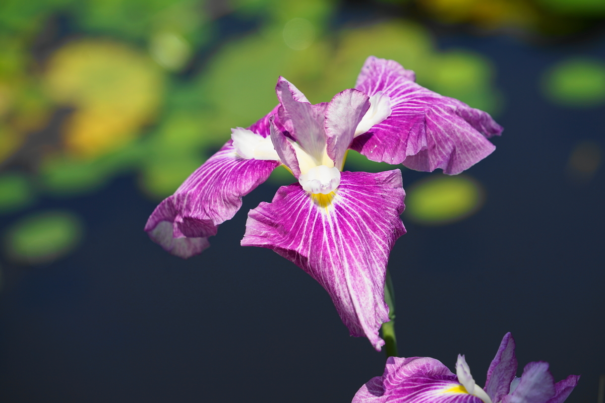 f:id:shigeo-t:20190613142151j:plain f:id:shigeo-t:20190613142151j:plain