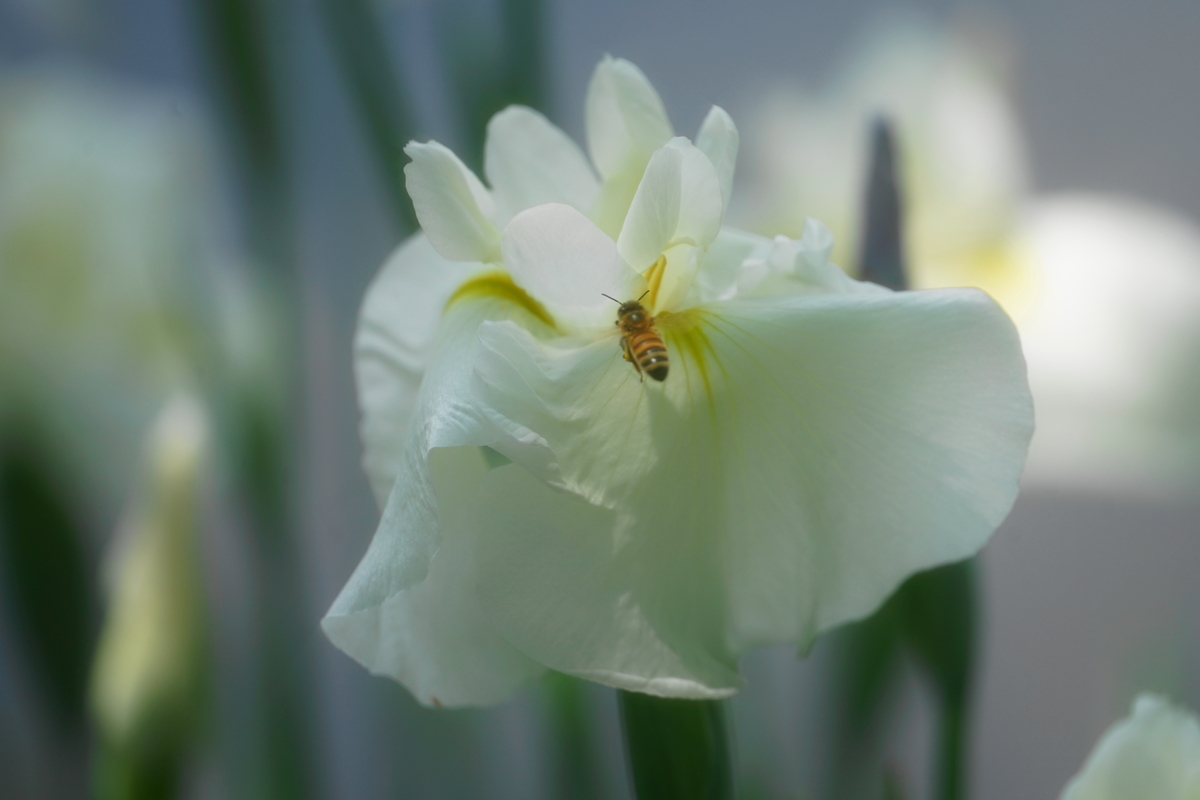 f:id:shigeo-t:20190613142220j:plain f:id:shigeo-t:20190613142220j:plain