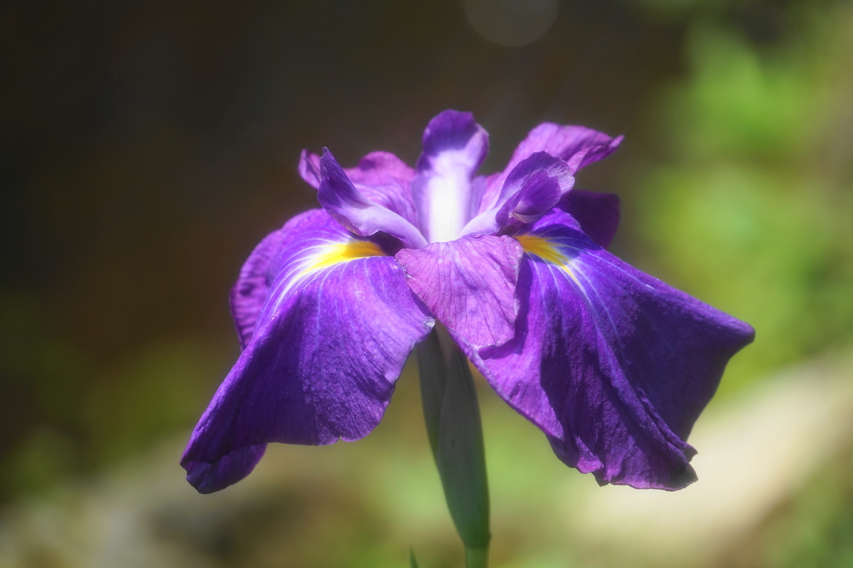 f:id:shigeo-t:20190613142304j:plain f:id:shigeo-t:20190613142304j:plain