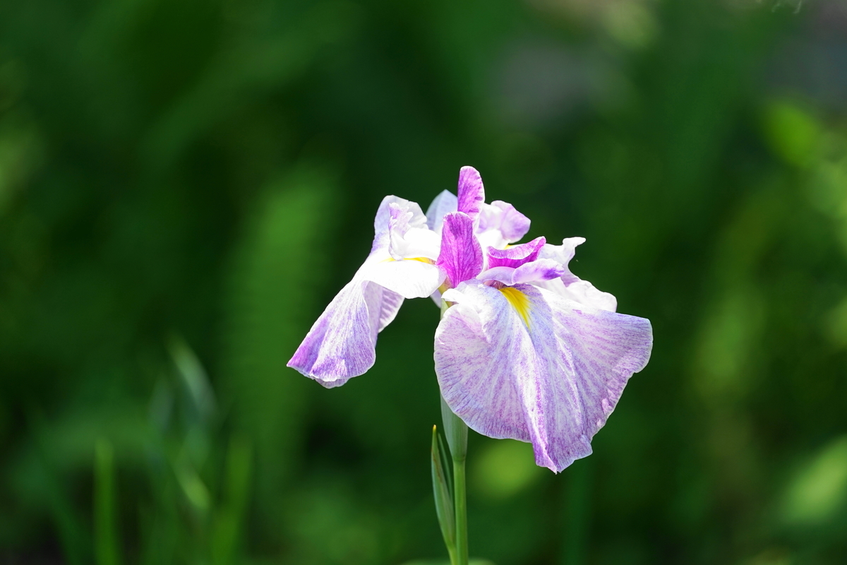 f:id:shigeo-t:20190613142331j:plain f:id:shigeo-t:20190613142331j:plain