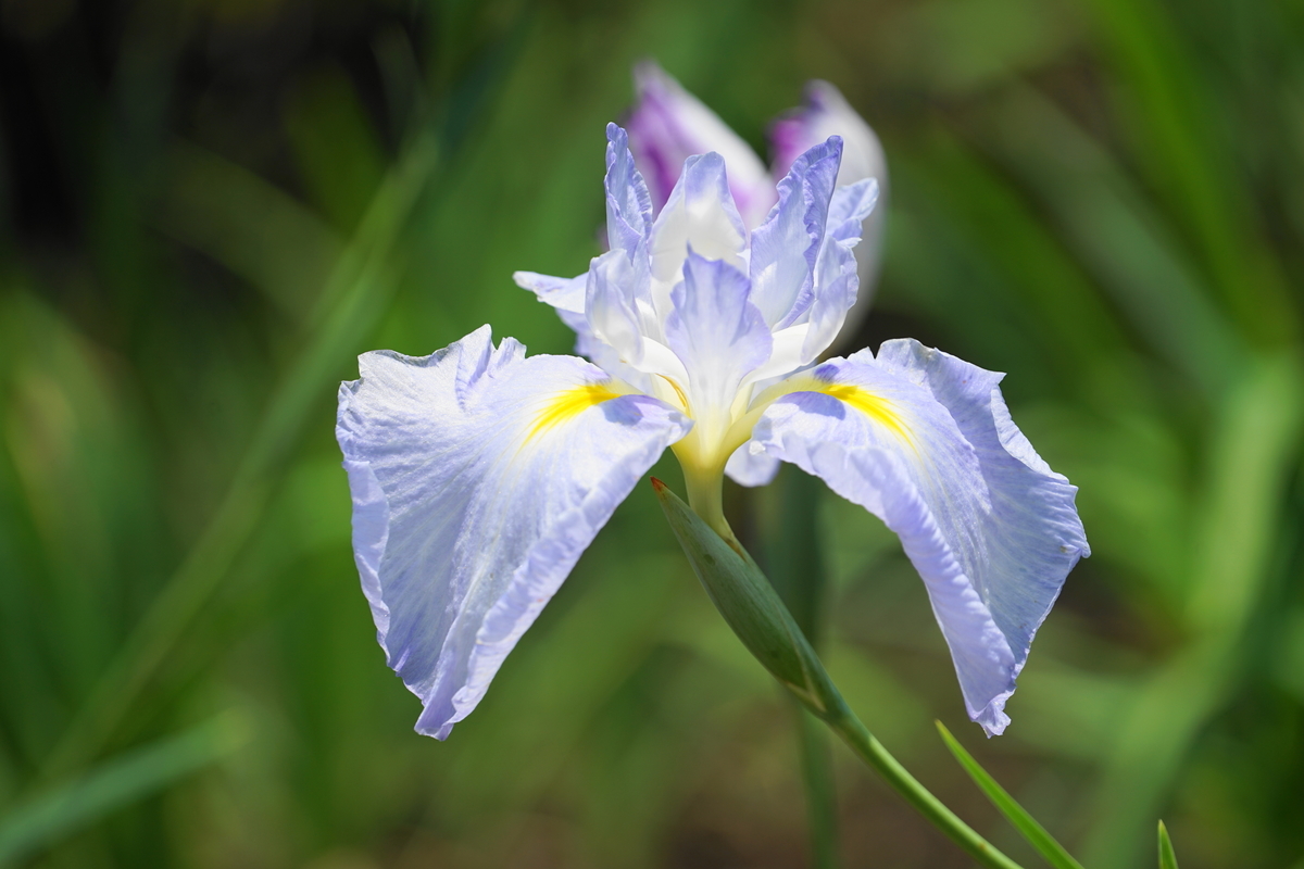 f:id:shigeo-t:20190613142358j:plain f:id:shigeo-t:20190613142358j:plain